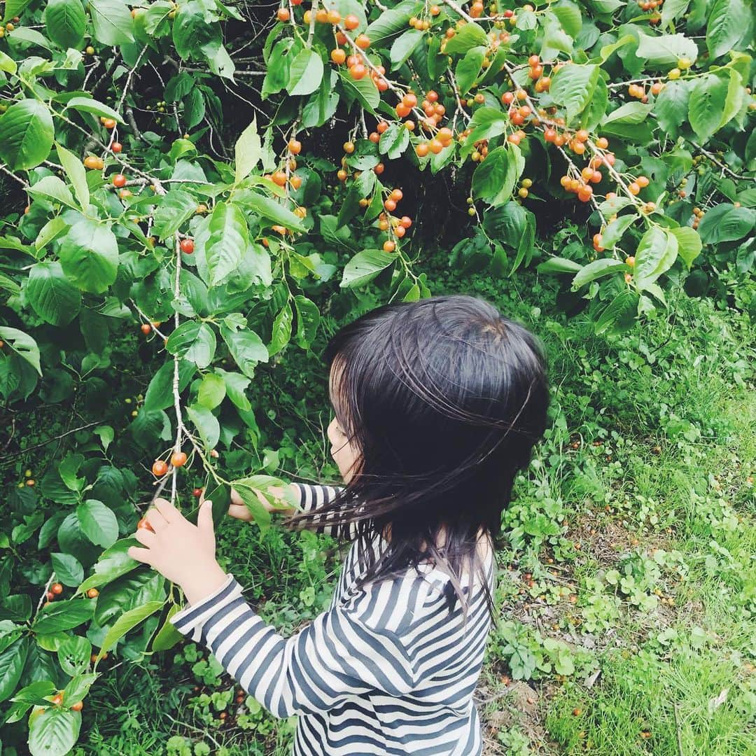 nonさんのインスタグラム写真 - (nonInstagram)「家族カレンダー  5月17日「思わぬ指摘」 ひょーさんとわたしを見ていた樹根にフイに言われた一言について。  プロフィールよりとべます  写真は近くのお気に入り散歩道と、道の先にあるタワワに実ったさくらんぼ。 持ち主のおじさんに、食べていいよと言ってもらって、至福の樹根（と、わたし）。」5月18日 21時16分 - non19841120