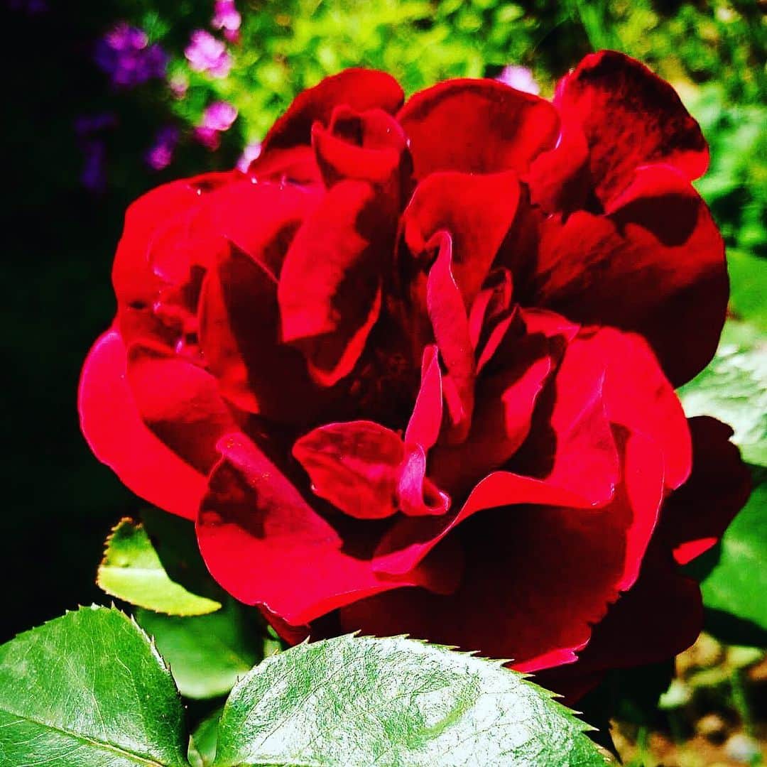 珠洲春希さんのインスタグラム写真 - (珠洲春希Instagram)「我が家の庭の"プリンス○○之" 父が好きだった薔薇なので🌹 母が名前を付けました。 綺麗な赤✨ 一瞬、本当にそんな名前の品種かと思いました😅」5月18日 21時58分 - harukisuzu54