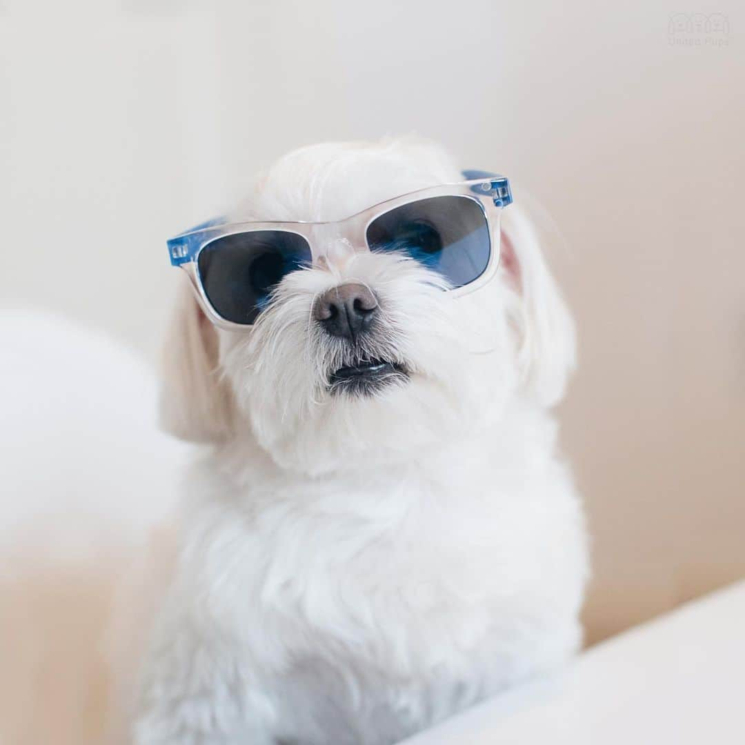 hi.arodさんのインスタグラム写真 - (hi.arodInstagram)「It's Monday. I wear blue 😏 ・・・ #howdoilook#stillcute#mondaymood#imblue#bluesunglasses#lookinggoodiseasy#sunglasseslover#fashioneveryday#chiclook#mondayblues💙#mondayblues#dogsunglasses#myshades#imcool#imfashion#bluemonday#💙#💙💙#💙💙💙#staycool😎#😎#😎😎#😎😎😎#cooldog#lookinggood#lookinggoodiseasy#maltese#malteseofinstagram#malteselovers#malteseofficial」5月18日 23時04分 - hi.arod