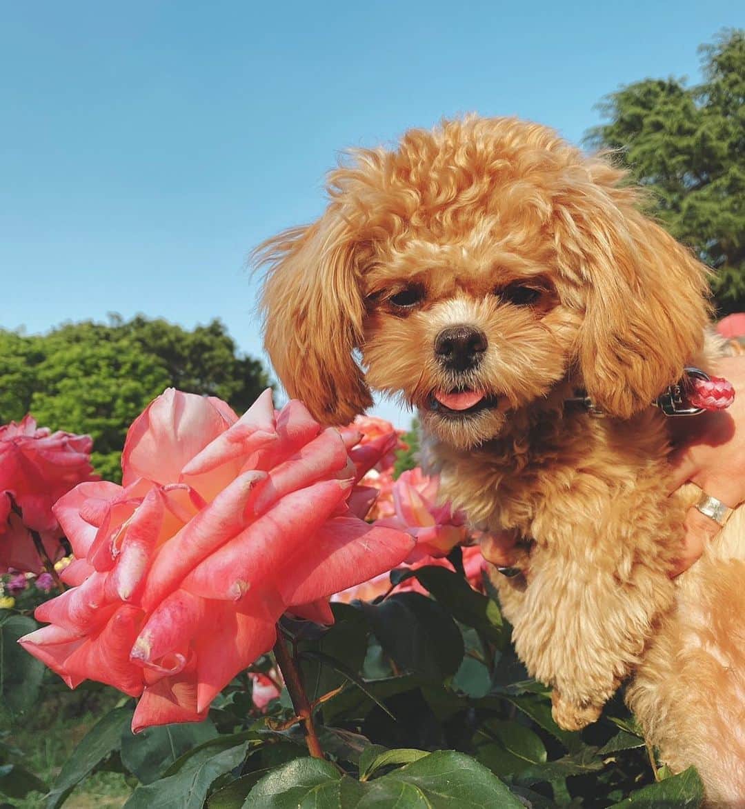 Manitasのインスタグラム：「だいすき×10000000000000🐶🌺 #犬のいる暮らし #ペキプー #コマニです #世界一かわいいです #完璧な親バカです」
