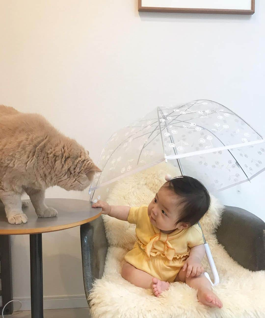 濱中鮎子さんのインスタグラム写真 - (濱中鮎子Instagram)「おうちで傘さして、おにぃと雨宿りごっこして(させられて)、ご機嫌だったお嬢。  おにぃは無表情ですが、傘が好きです。笑  #チャイ坊とお嬢  #bonpoint  #いくら以上だかでお買い物したらもらえちゃう⛱ #まだお嬢にはテント級 #お嬢もおにぃも母さんも父さんも太りだした我が家  #保育園から届くレシピ最高」5月18日 23時49分 - ayukohamanaka