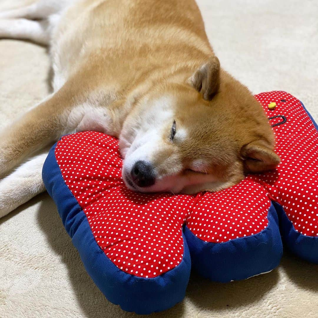 まる（まるたろう）さんのインスタグラム写真 - (まる（まるたろう）Instagram)「Good night!✨🐶💤✨今日はMクッションでぐっすり眠れそう😪 #シンデレラフィット #寝返りうっても大丈夫 #これオヌヌメ」5月19日 0時17分 - marutaro