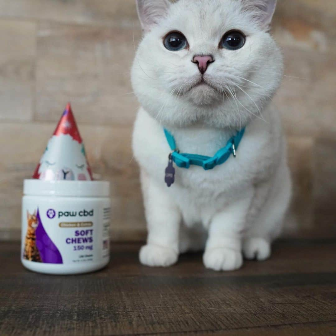 ミスター・ホワイトさんのインスタグラム写真 - (ミスター・ホワイトInstagram)「Cannabidiol, better known as CBD has so many amazing benefits! @pawcbd offers a variety of veterinary formulated products that promotes wellness and comfort. Use coupon code:  COFFEEBOGO and score a Buy one get one free cat chews (reg. $29.99/34.99/39.99 each. #cbdoil #ad LINK IN BIO」5月19日 0時24分 - white_coffee_cat