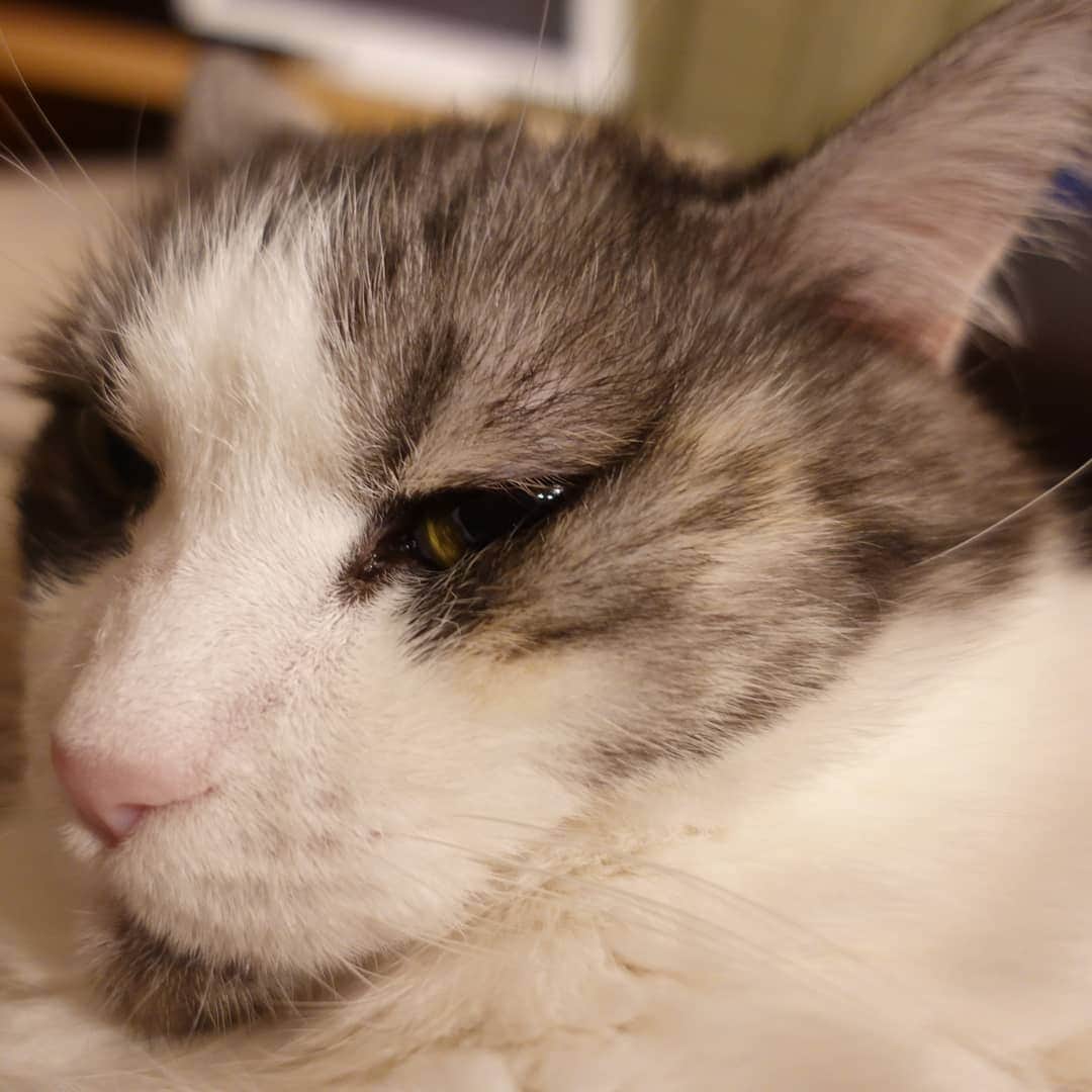 北剛彦のインスタグラム：「「落ち着いて対処しなさい。できるわ」  #今日のちび様  #猫 #ねこ #ネコ #cat #ねこ部 #みんねこ  #それゆけペラリーマン」