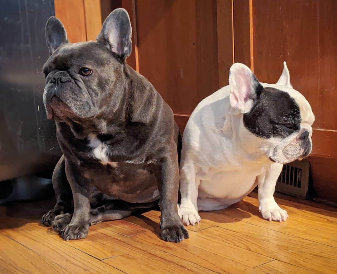 Manny The Frenchieのインスタグラム：「Totally moody today」