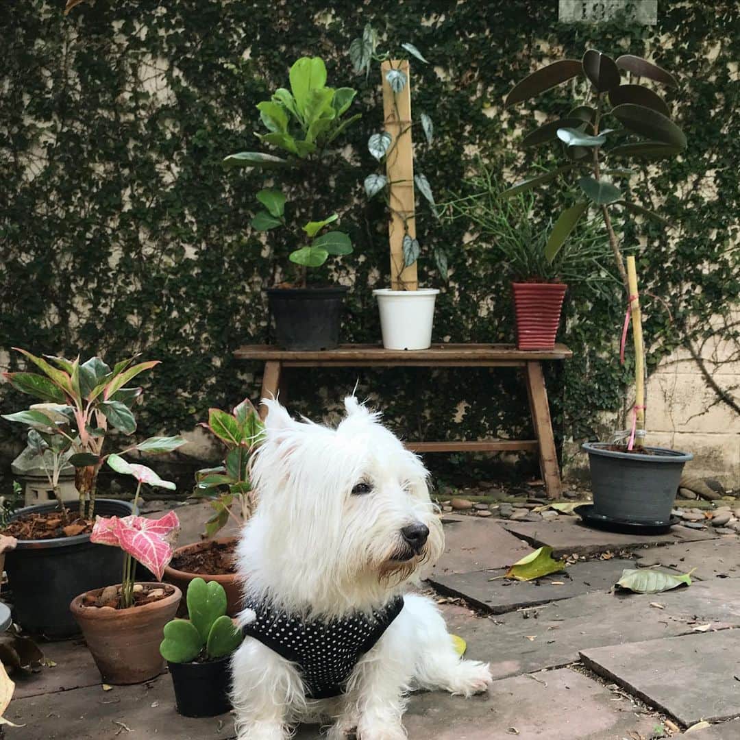 Hoykong&Plamuekのインスタグラム：「Chilling day in my garden #plamuek_westies」