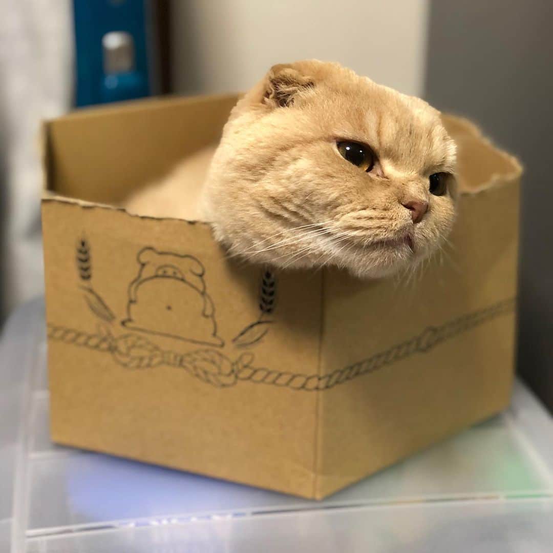 相馬有紀実のインスタグラム：「『小さいダンボールでも入れるんだと。余裕だそうです。』 #今日のもへい  #猫のいる暮らし #猫 #ねこすきさんと繋がりたい  #すこてぃっしゅふぉーるど」