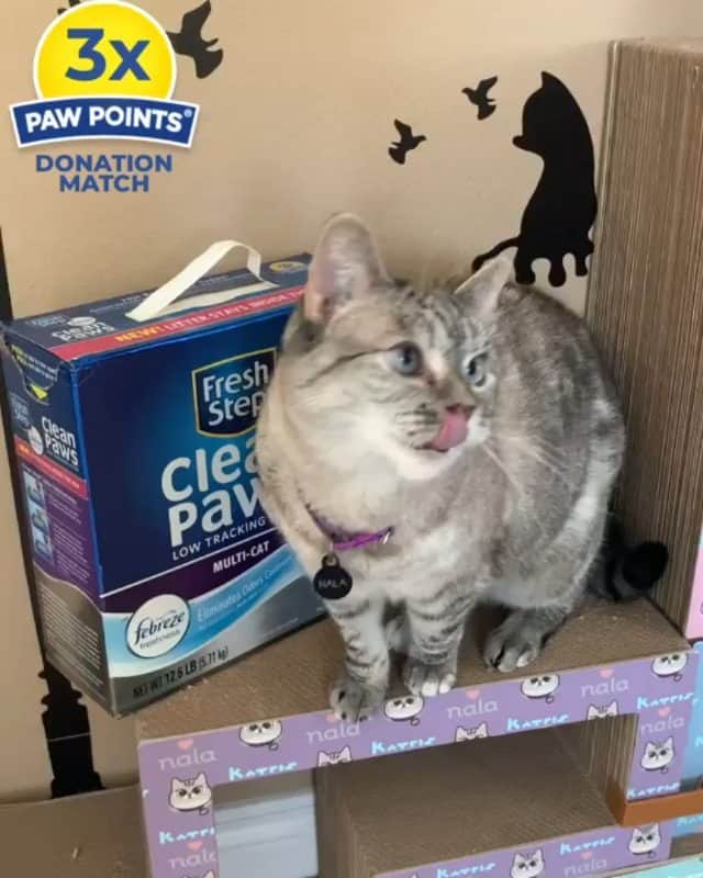 Fresh Stepのインスタグラム：「#Repost @nala_cat 😻😻😻 3X the Nalas means 3X the Paw Points! Our friends @freshstep are offering 3X the love and impact through their Paw Points Rewards Program. When members donate their Paw Points, Fresh Step will match donations by 3X to help shelters during COVID-19. Shelters can redeem the donated points for litter and other much needed cat supplies. My mom is donating her Paw Points today to @bfas_la to triple our donation power, and you can too! Check out the link in my bio for more info.⠀ ⠀ ⠀ *Open to legal residents of the 50 U.S. (including D.C.), 18 years old or older. Fresh Step will match donations by 3X up to 2 million additional points, for a total of 4 million points. Donate points from 4/20/20 – 6/30/20. For Paw Points Terms, visit https://freshstep.promo.eprize.com/pawpoints/display_page?page=rules.⠀ ⠀」