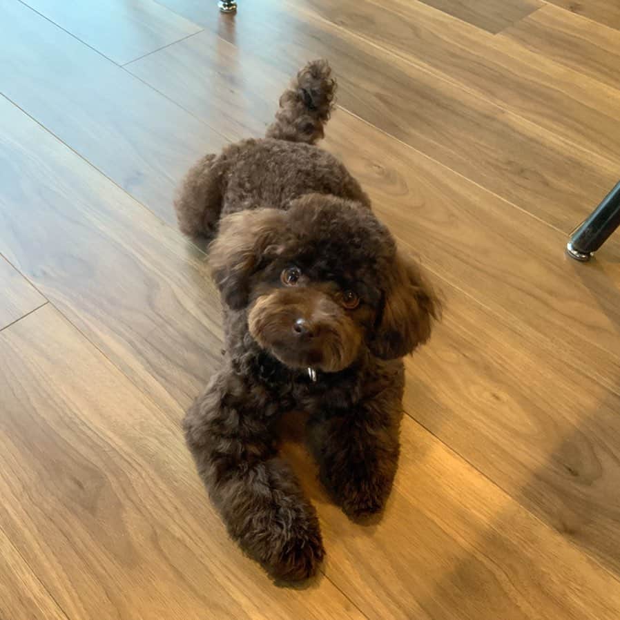 網野友雄のインスタグラム：「床が冷んやりするのかな！ #toypoodle  #brown  #sunny」