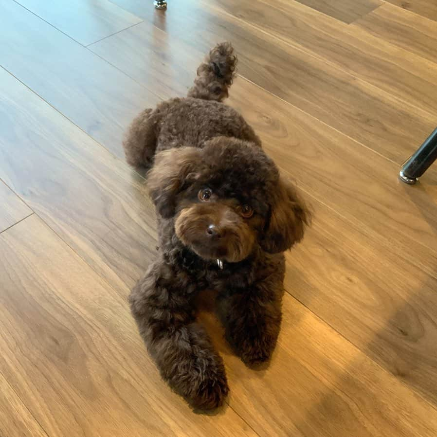 網野友雄さんのインスタグラム写真 - (網野友雄Instagram)「床が冷んやりするのかな！ #toypoodle  #brown  #sunny」5月19日 1時13分 - ami_no22