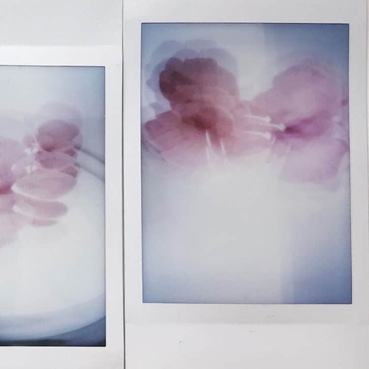 Fujifilm Instax North Americaさんのインスタグラム写真 - (Fujifilm Instax North AmericaInstagram)「@milicadc shared her #give10 inspiration with these gorgeous 🌺 shots. What keeps you inspired? Share up to 10 instax photos, new or old and your #give10 story just might be featured! How? Simply post your inspiration to your feed, use #give10 and tag us @fujifilm_instax_northamerica」5月19日 2時05分 - fujifilm_instax_northamerica