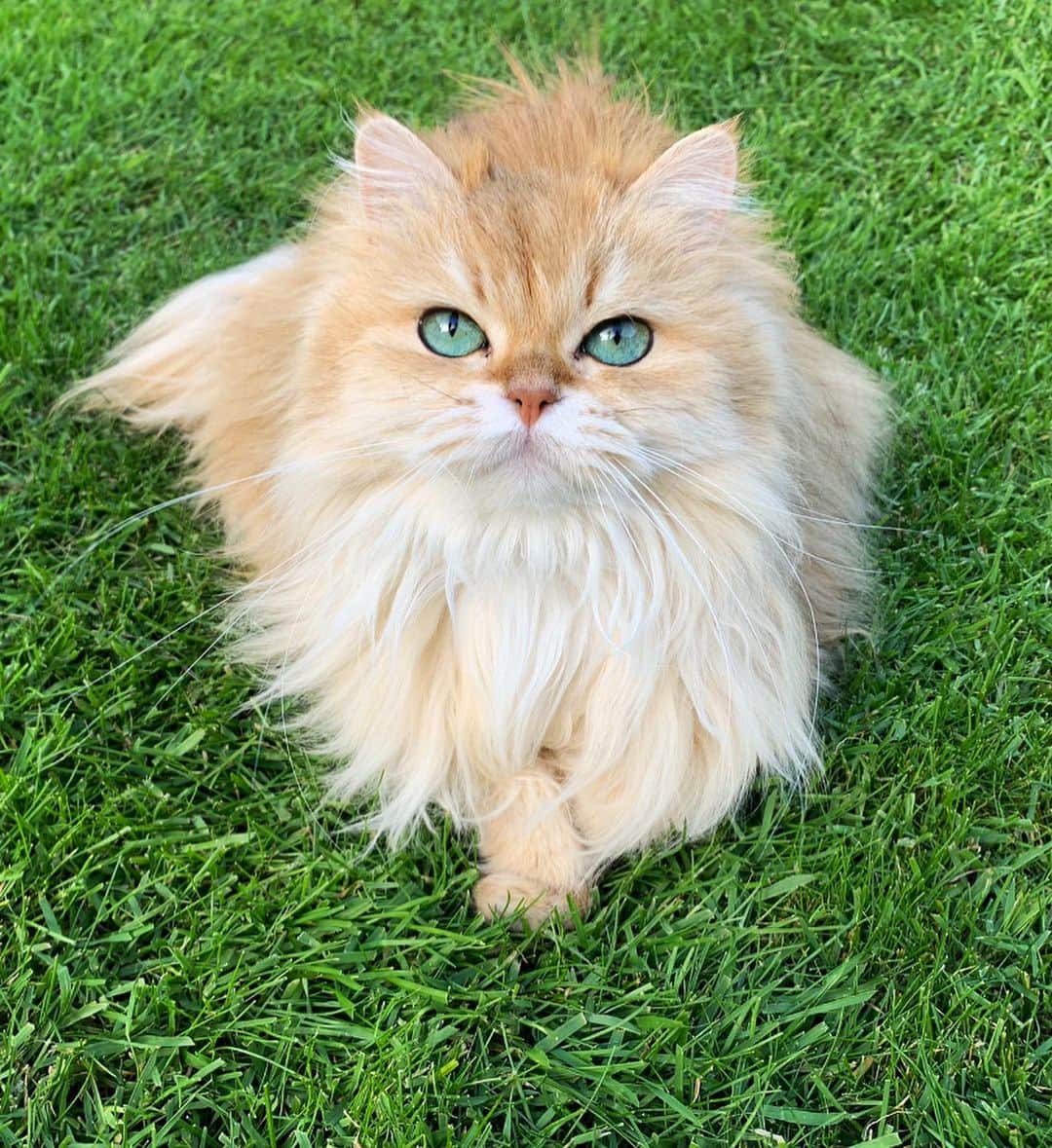 のインスタグラム：「Grass playdate.」
