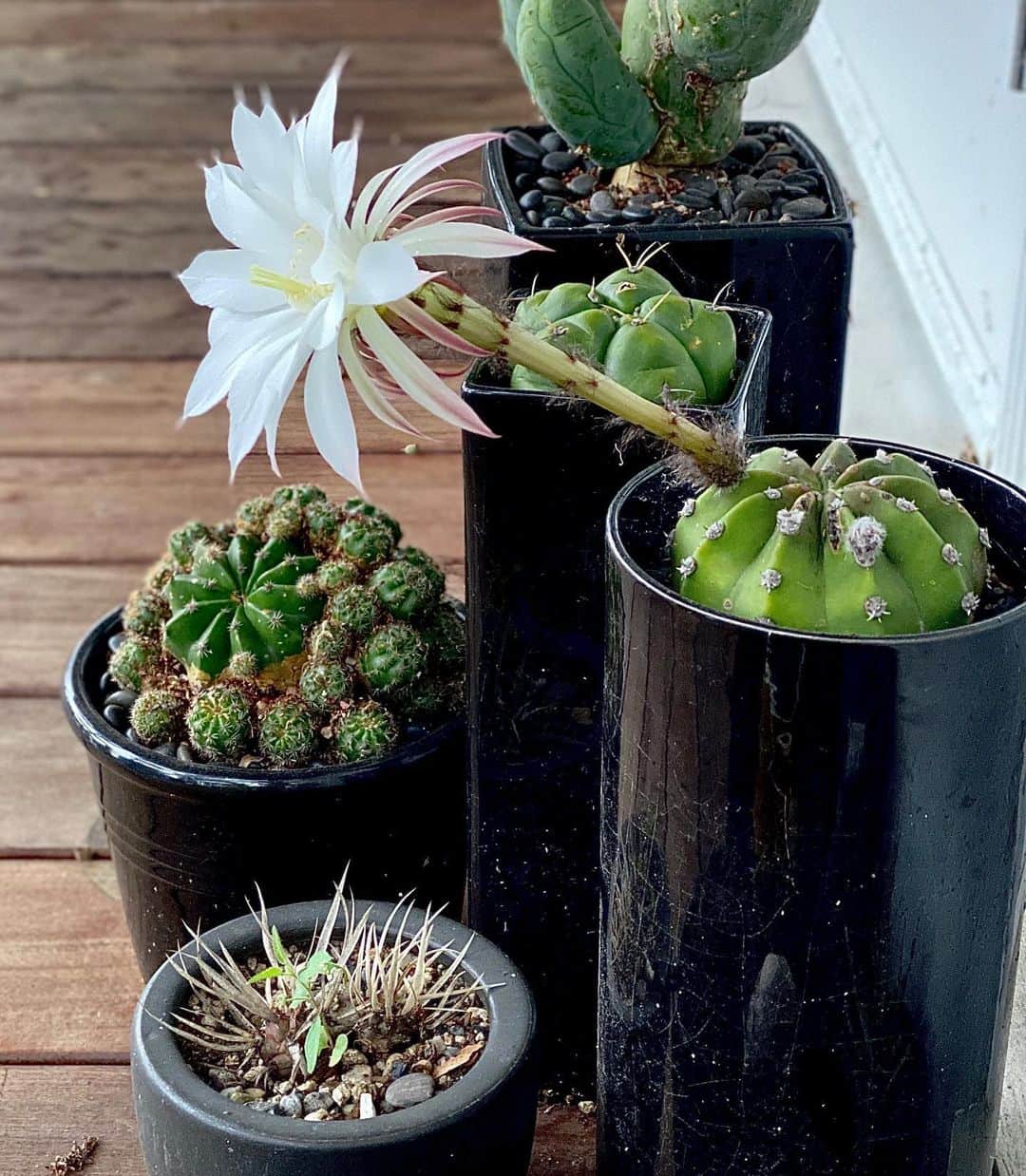 ダミアン･クーラッシュのインスタグラム：「My cacti haven’t gotten the memo. (Part 2) #CACTUS-19」