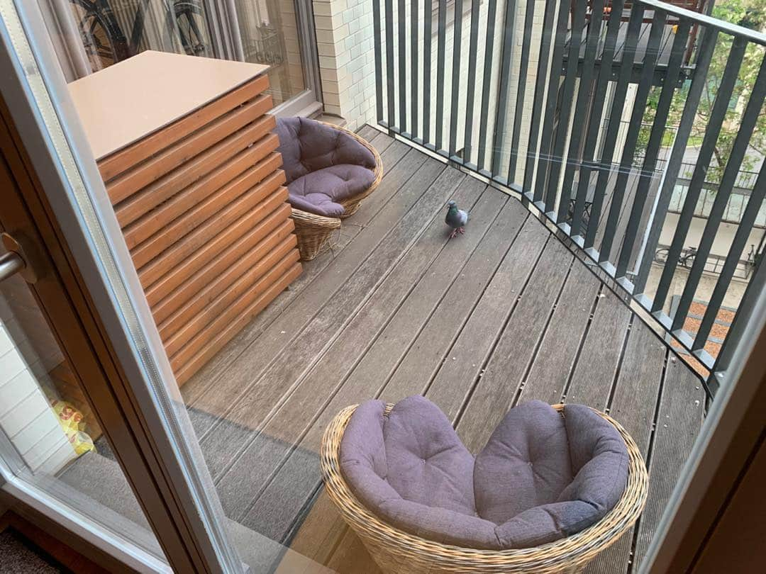 デイヴィッド・ギャレットさんのインスタグラム写真 - (デイヴィッド・ギャレットInstagram)「I guess I will have some young 🕊 on my balcony soon. Two of them keep bringing little pieces of wood. ❤️ #davidgarrett」5月19日 3時00分 - davidgarrettinsta