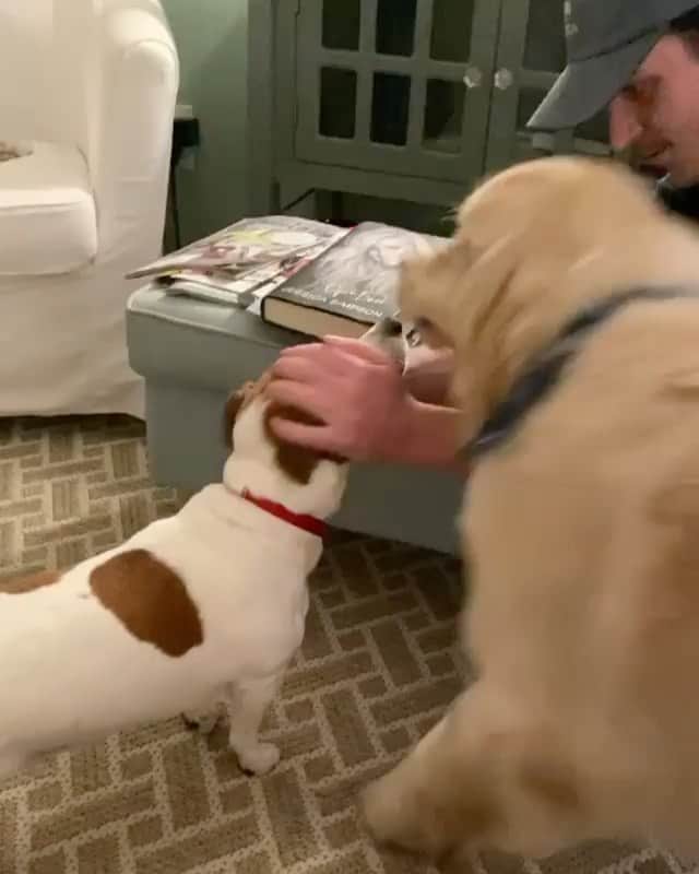 DogsOf Instagramのインスタグラム：「“you vs. the dog he told you not to worry about 🤣” writes @retrieving_oakley  #dogsofinstagram」