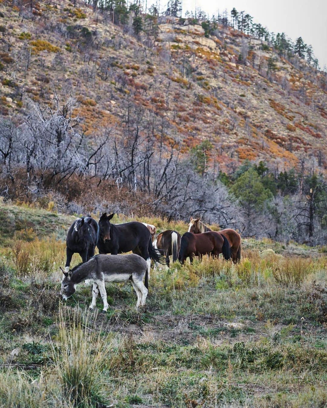 patagoniaさんのインスタグラム写真 - (patagoniaInstagram)「“Horses need these new jobs. If they’re already ending up in zoos and museums and if cowboys and hunters are swapping them for quads, what lies ahead for our beloved equines?” ⁠⠀ ⁠⠀ Read how Maddy Butcher, executive director of the Best Horse Practices Summit, advocates for equine therapy as a way to save unwanted horses—and ourselves through the link in bio.⁠⠀ ⁠⠀ Photo: @soulfolle」5月19日 3時08分 - patagonia