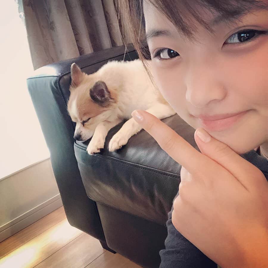 石井美音奈のインスタグラム：「写真撮ってたら起きた！！！ ソファーが好きみたい！よくここにいる💤  #レオ　#わんちゃん #ポメラニアン #チワワ　#ミックス犬」