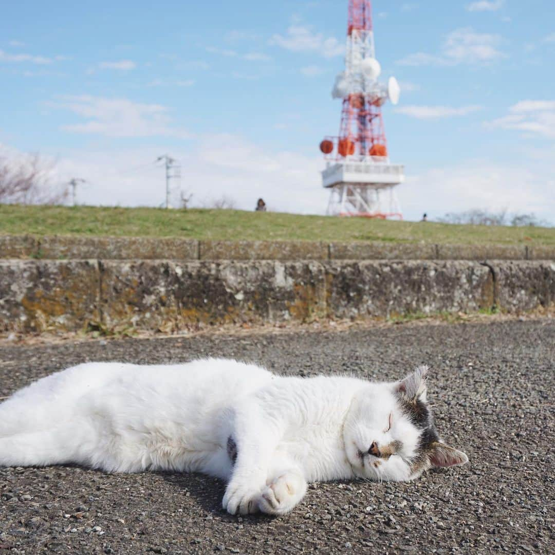 平塚市さんのインスタグラム写真 - (平塚市Instagram)「* 【おうちで#hiratsukagood】 本日の撮りため写真は お昼寝中のネコ♪ 気持ちよさそうな寝顔に癒されます…。 ㅤㅤㅤㅤㅤㅤㅤㅤㅤㅤㅤㅤㅤ　ㅤㅤㅤㅤㅤ  お出かけできないおうち時間を 少しでも楽しんでもらうため、 撮りためた平塚の写真を投稿する #_h_i_r_a_t_s_u_k_a_g_o_o_d を提案中。 ㅤㅤㅤㅤㅤㅤㅤㅤㅤㅤㅤㅤㅤ  #ソーシャルディスタンシング にちなみ、 ハッシュタグにも２ｍ距離を置いてもらいました。 ㅤㅤㅤㅤㅤㅤㅤㅤㅤㅤㅤㅤㅤ  あなたが撮影した平塚のお気に入り写真を このハッシュタグで紹介してね。 (#hiratsukagood もお忘れなく！) *** #手をつなぎたくなる街 #hiratsukagood #hiratsuka#平塚 #kanagawaphotoclub #_h_i_r_a_t_s_u_k_a_g_o_o_d #アンダーバー1つにつき2メートル #ソーシャルディスタンシング #socialdistance #socialdistancing #写真好きな人と繋がりたい #写真撮ってる人と繋がりたい #写真整理#過去pic #湘南平 #猫 #猫のいる暮らし #猫好きさんと繋がりたい」5月19日 14時14分 - hiratsukagood