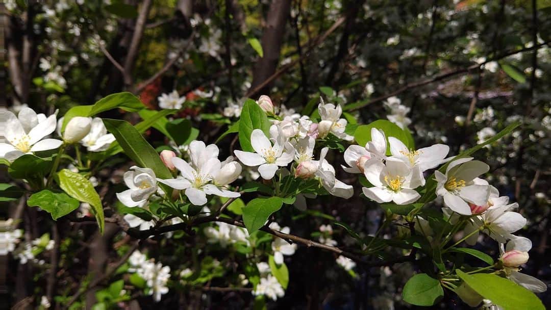北海道放送「今日ドキッ!」さんのインスタグラム写真 - (北海道放送「今日ドキッ!」Instagram)「天気担当Ｓです。  きょうの札幌はいい天気☀️ その日差しを受けて咲く道庁の白いズミの花  漢字で書くと「酸実」  名前の通り すっぱ～～い実が なるそう(´ж｀;) そんなお花の蜜を集めに ミツバチがいっぱい来てました🐝  蜜は酸っぱくないのかな？  #そらリサーチ で 写真募集中 #今日ドキッライフ で検索 #ラッキーライラック 無事発見😂 #佐藤彩 アナ！やりました(*´-`)」5月19日 14時33分 - hbc_kyodoki