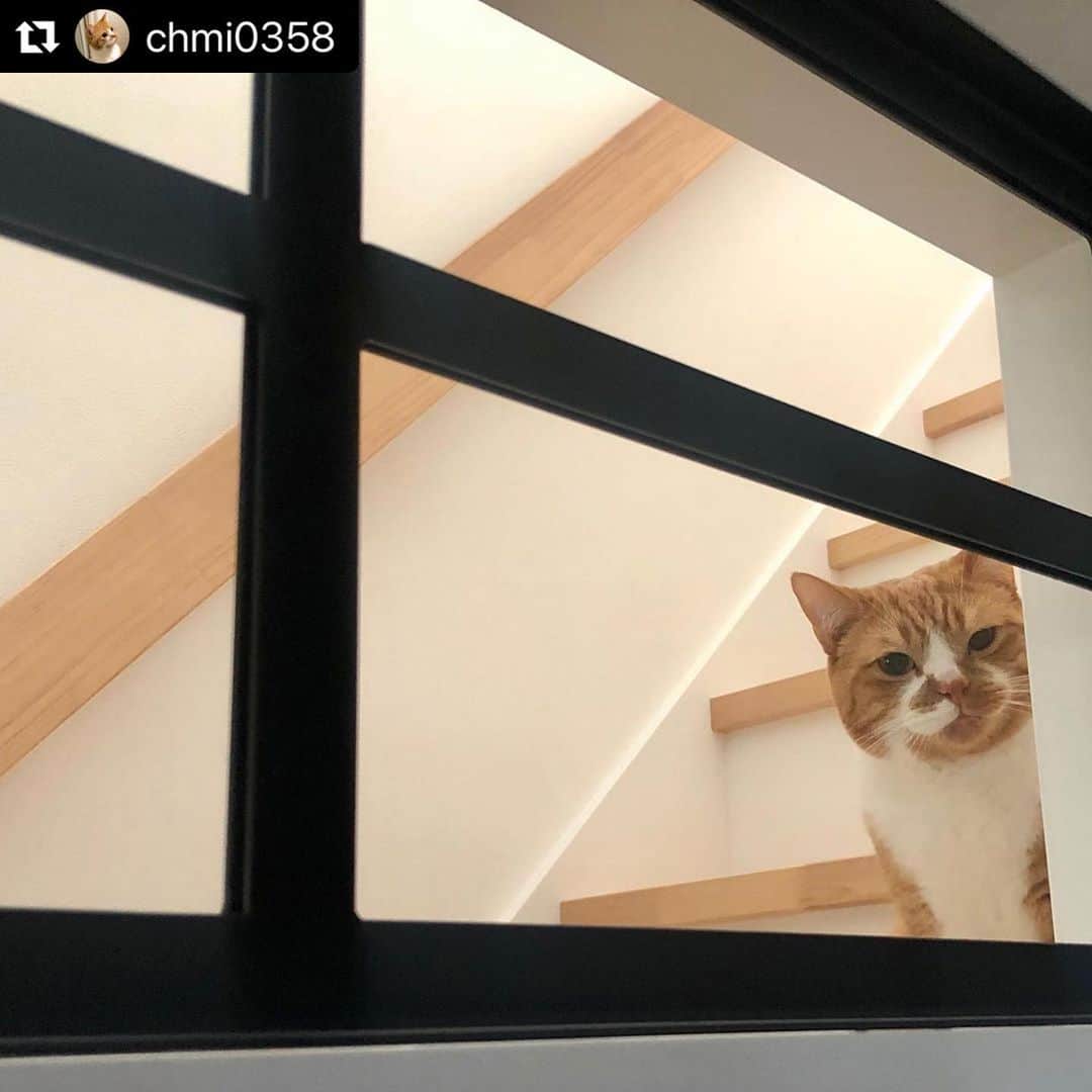 ねこのインスタグラム