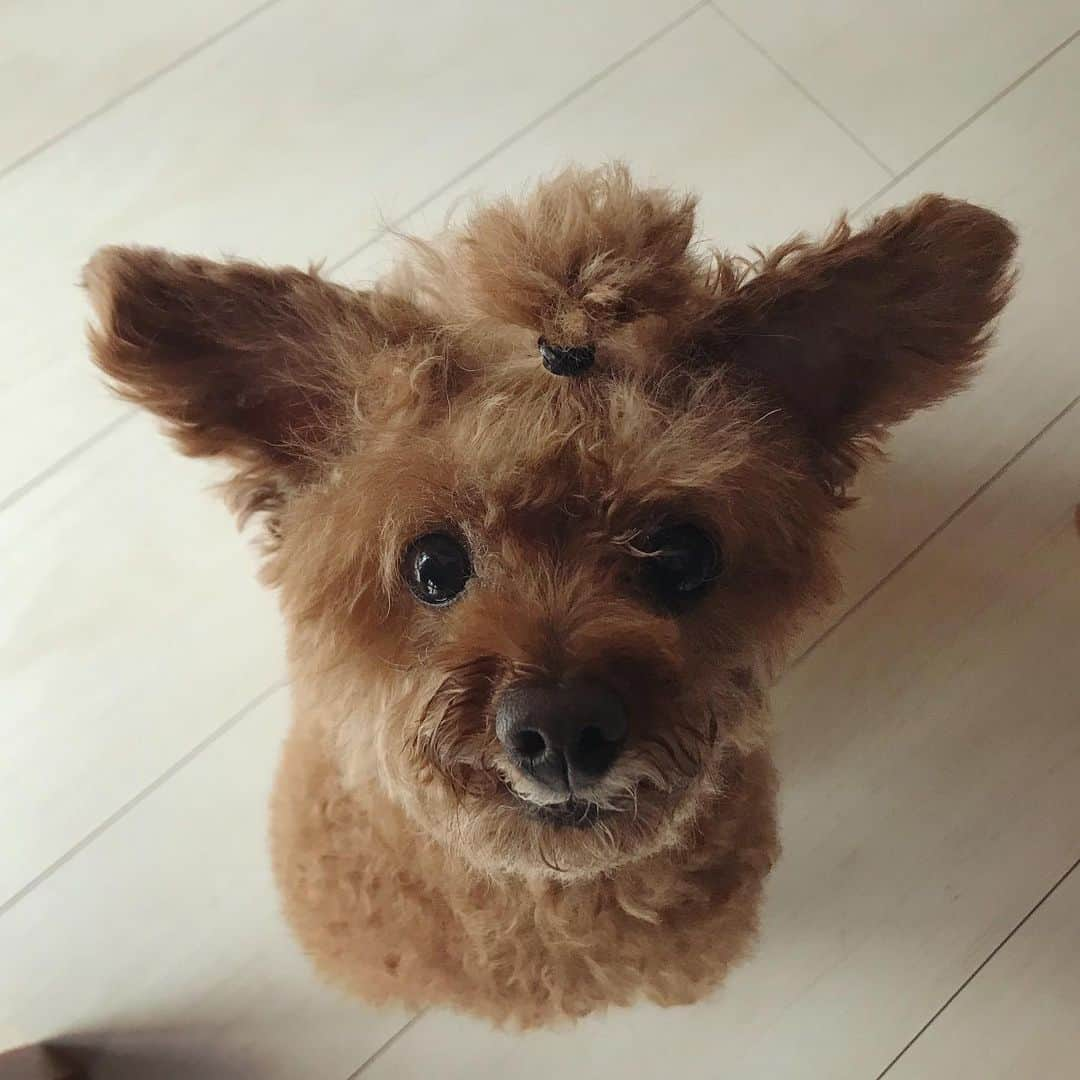 棚橋弘至さんのインスタグラム写真 - (棚橋弘至Instagram)「ハナ、チョンボされとる。 #toypoodle」5月19日 15時00分 - hiroshi_tanahashi