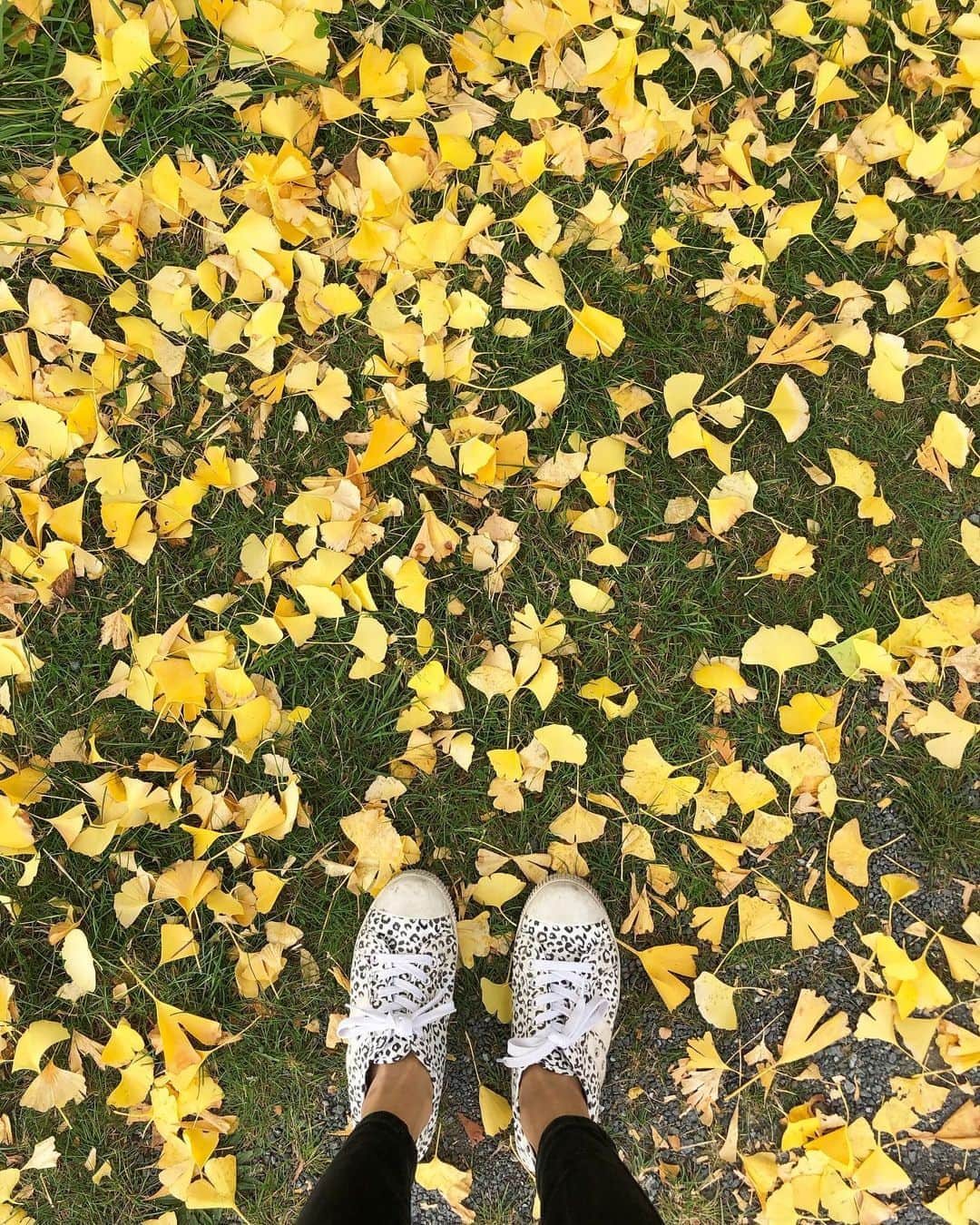 徳永千奈美さんのインスタグラム写真 - (徳永千奈美Instagram)「Good morning...🌞 looks like a magic carpet🍁🧞‍♂️ #nz #autumn  #autumnleaves  #happymorning  #秋 #紅葉」5月19日 7時45分 - chinami.tokunaga