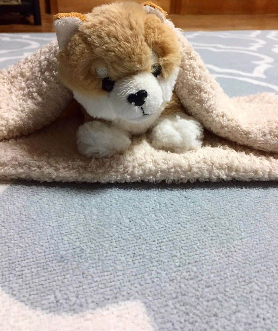 奈良未遥さんのインスタグラム写真 - (奈良未遥Instagram)「コロッケ🐕  前にお母さんにプレゼントした ぬいぐるみを可愛がってくれてて 日に日にコロッケの可愛さが増してる…🤍 プレゼントを大切に可愛がってくれるお母さんもかわいいなぁ」5月19日 8時05分 - mihapiyo._.48