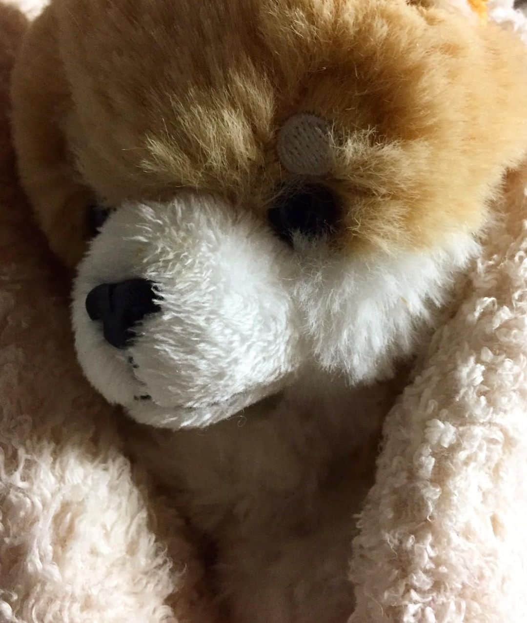 奈良未遥さんのインスタグラム写真 - (奈良未遥Instagram)「コロッケ🐕  前にお母さんにプレゼントした ぬいぐるみを可愛がってくれてて 日に日にコロッケの可愛さが増してる…🤍 プレゼントを大切に可愛がってくれるお母さんもかわいいなぁ」5月19日 8時05分 - mihapiyo._.48