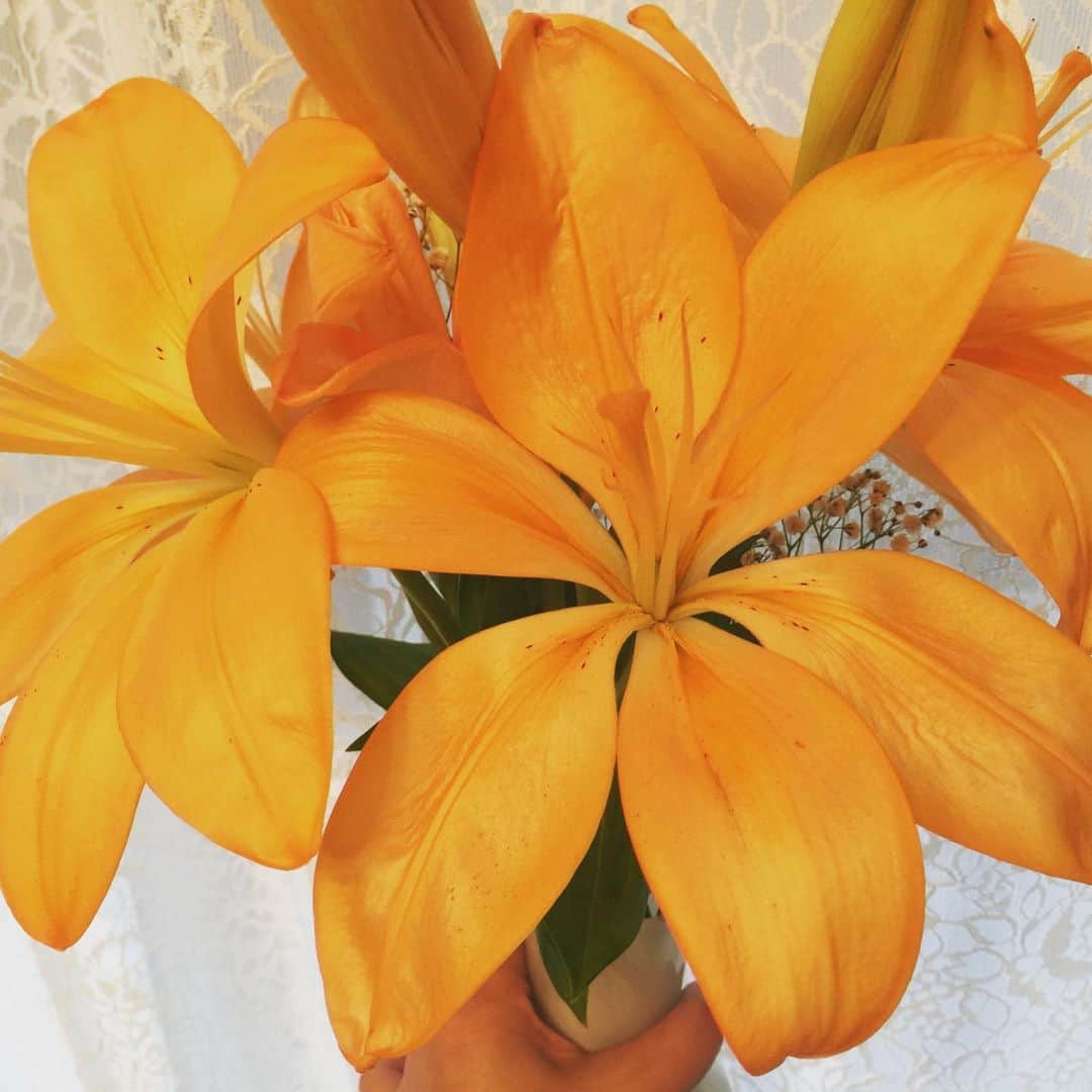 香西咲さんのインスタグラム写真 - (香西咲Instagram)「#おはようございます☔  私が先週心も荒んでどうしようもない状況の中、オレンジの百合だけは9輪も力強く咲いてくれました💐 あと蕾が2輪。 299円で買った花束がこんなに幸せを与えてくれました😢✨ 本当にありがとうございます🌺 #生花大好き❤」5月19日 8時23分 - saki.kouzai