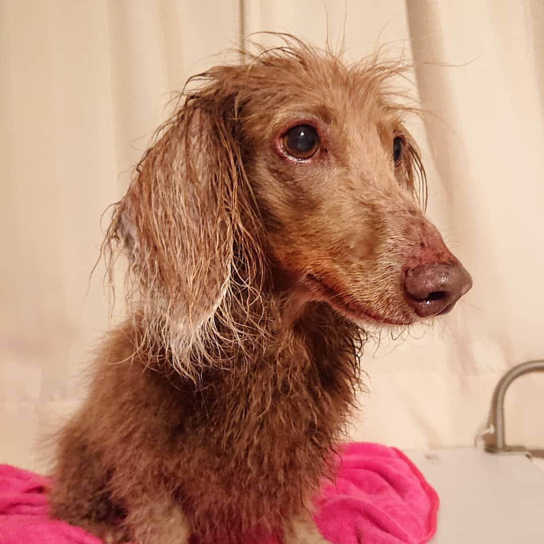 くるみんさんのインスタグラム写真 - (くるみんInstagram)「* 昨日は2ワンのシャンプーしました🛀 * こむぎさん、湯上がり姿  #ミニチュアダックスフンド #ミニチュアダックスフント #ミニチュアダックス #イザベラタン #イザベラ #ダックス多頭飼い #ダックスフント #ダックスフンド #ダックス部 #ダックス大好き #ダックス #いぬばか部 #いぬすたぐらむ #短足部 #お風呂 #シャンプー #all_dog_japan #east_dog_japan #dachshundgram #dachshund #dogstagram #instagramdog #instadachs #inustagram #kyounodachs #todayswanko #7pets_1day #おうちシャンプー #だっくす #だっくすふんど」5月19日 8時36分 - michirumugiazu