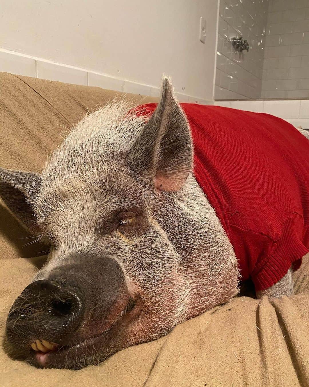 Jamonのインスタグラム：「Are you ready for a cold and cozy sleep? I’m always are!  #piginahoodie #piginablanket #jamonthepig #pig #petpig #pet #pets #petsofinstagram #petsastherapy」