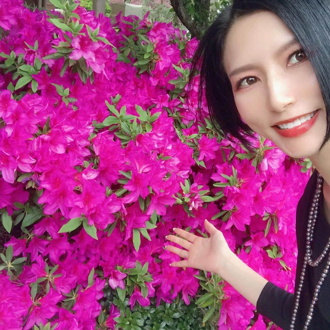 鷹村アオイのインスタグラム：「. 実家のツツジが満開でした🌸 子供の頃って蜜吸ったよね🙋‍♀️ #ツツジ  #ツツジの花  #花の蜜  #花と一緒」