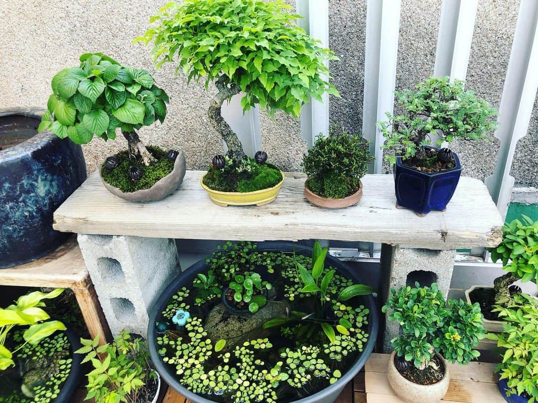 金成公信さんのインスタグラム写真 - (金成公信Instagram)「たまらん。#盆栽 #bonsai #bonsaijapan #japanesebonsai #wabisabi #bonsailovers #bonsailife #bonsaitree #bonsaiart #bonsaigram #bonsaiworld #plants #tree #greenlife #greenlifestyle #苔 #moss #睡蓮 #睡蓮鉢 #ビオトープ #biotope #メダカ」5月19日 15時24分 - bonsai_chiba