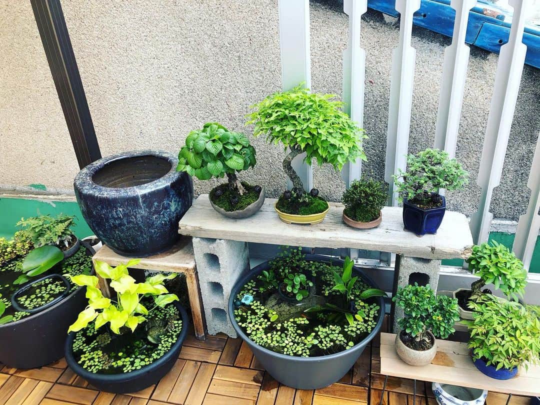 金成公信のインスタグラム：「たまらん。#盆栽 #bonsai #bonsaijapan #japanesebonsai #wabisabi #bonsailovers #bonsailife #bonsaitree #bonsaiart #bonsaigram #bonsaiworld #plants #tree #greenlife #greenlifestyle #苔 #moss #睡蓮 #睡蓮鉢 #ビオトープ #biotope #メダカ」