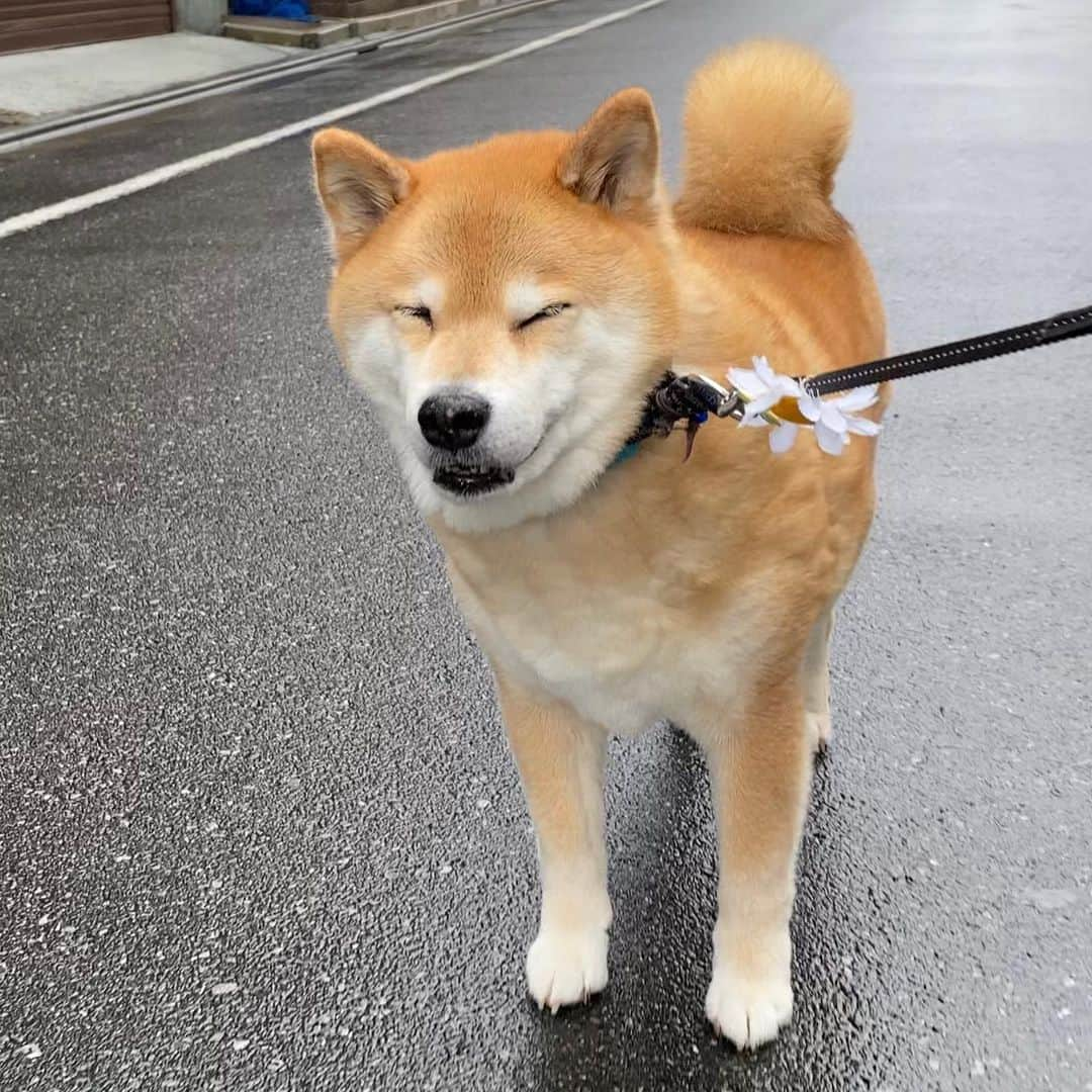 まる（まるたろう）さんのインスタグラム写真 - (まる（まるたろう）Instagram)「The rain is finally starting to fizzle out.✨🐶☺️✨雨がやんだからササッってお散歩行ってきたの〜 #なんだか雨続きだねぇ #体調管理に気をつけようね #もう少しだからね」5月19日 10時01分 - marutaro