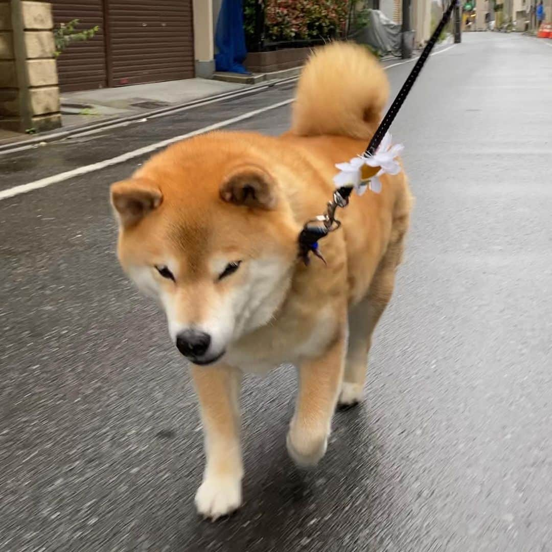 まる（まるたろう）さんのインスタグラム写真 - (まる（まるたろう）Instagram)「The rain is finally starting to fizzle out.✨🐶☺️✨雨がやんだからササッってお散歩行ってきたの〜 #なんだか雨続きだねぇ #体調管理に気をつけようね #もう少しだからね」5月19日 10時01分 - marutaro