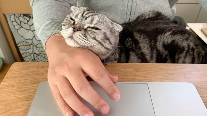 Shishi-maruのインスタグラム：「🐱もっともっともっと邪魔してほしい 🐱 I’m working from home everyday. ーーーーーーーーーーーーー 🌺「渋ネコ ししまるさん」ねこのきもちWEB MAGAZINE にて毎週金曜日エッセイの連載中 ーーーーーーーーーーー 📕「ぷっちねこ。」「3匹のちいさな猫を召喚できたなら」「ちいさな猫を召喚できたなら」徳間書店より単行本発売中 ーーーーーーーーーーー ⭐︎ししまる→@emonemon 🌺Twitter →@taco_emonemon ーーーーーーーーーーー」