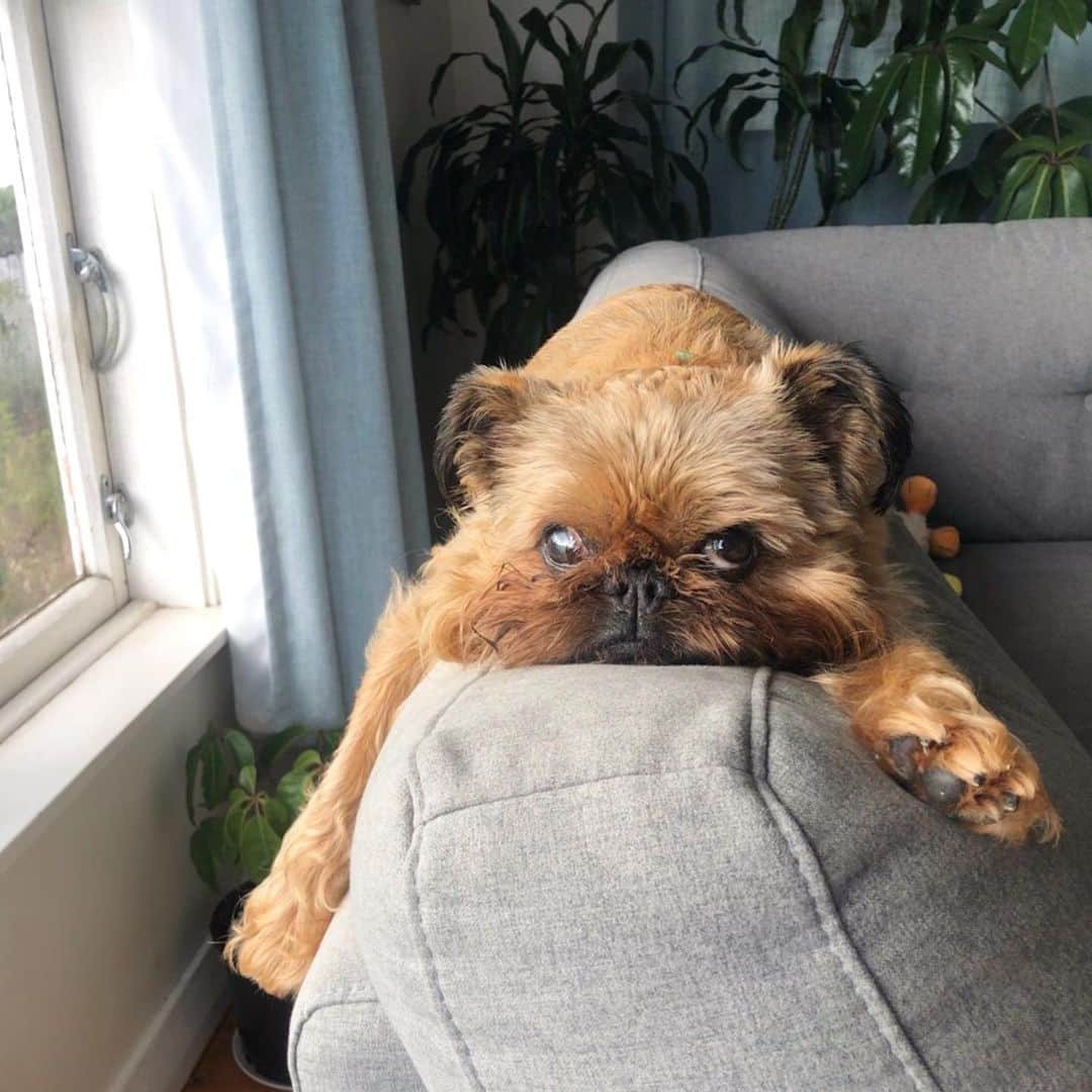 Digby & Aloのインスタグラム：「Just for the record, Digby knows he isn’t allowed to sleep on the back of the sofa.」