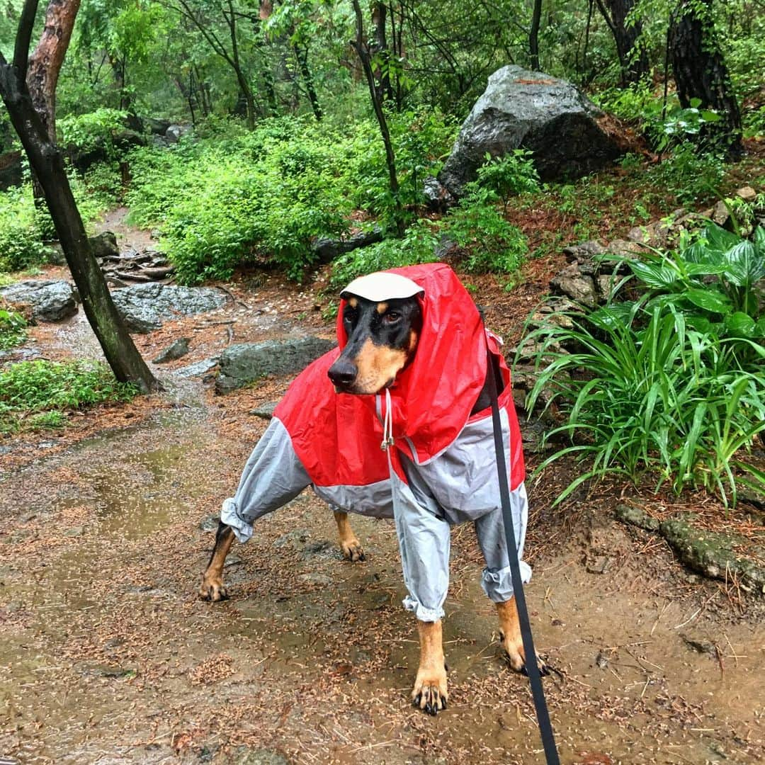 ペ・ジョンナムさんのインスタグラム写真 - (ペ・ジョンナムInstagram)「비옷입고~🐶🌧💦🌲🌿🌱💚💚💚」5月19日 10時41分 - jungnam_bae