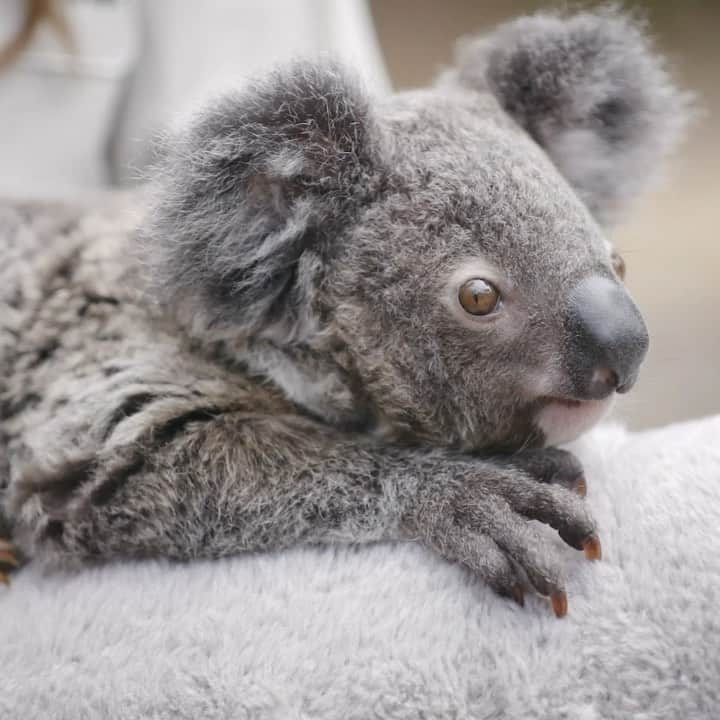 San Diego Zooのインスタグラム