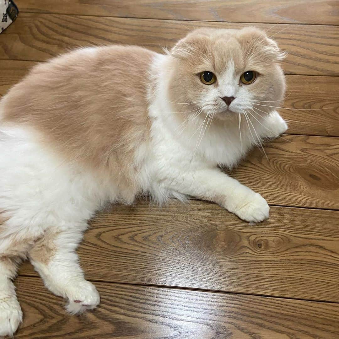 のインスタグラム：「キラーーーーーン🐱✨ めっちゃスッキリしたー！！！✂️ 抜けた毛でもう1匹作れるんじゃなかろうか🤔」