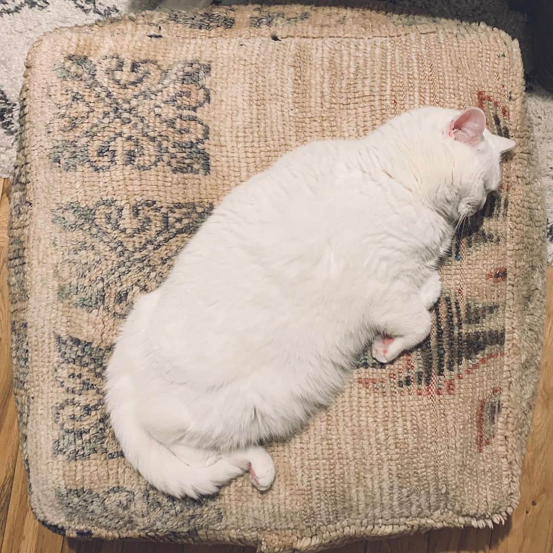 てふさんのインスタグラム写真 - (てふInstagram)「このようにして、なるべく手足を折り込んでください #otefucat #てふ寝」5月19日 11時48分 - cat_chouchou