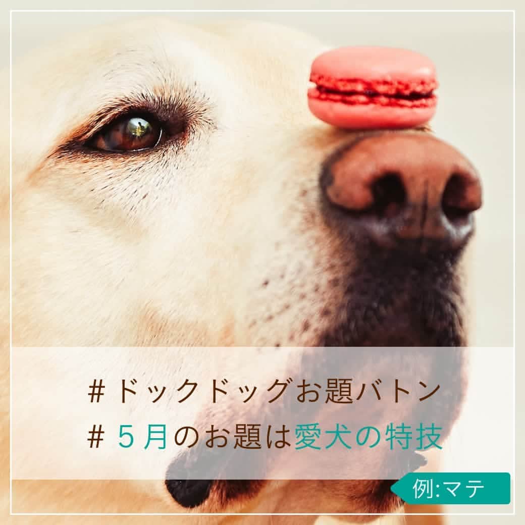docdogのインスタグラム：「こんにちは！ドックドッグです🐕⠀ 今日も #ドックドッグお題バトン に参加します！🌼⠀ ⠀ さて、#5月のお題は愛犬の特技  です😊☀️⠀ ⠀ みなさんの愛犬の特技は何ですか？🐾⠀ 写真は、ワンちゃん用のマカロンのようなおやつを鼻の上に乗せて「マテ」をするラブちゃんです✨⠀ ⠀ ということで、⠀ #ドックドッグお題バトン ⠀ #5月のお題は愛犬の特技 ⠀ お利口なラブちゃんの写真と共にバトンを置いておきますね🌼⠀ ⠀ バトンは自分ではじめても、何人に回しても、回さなくてもOK🐶✨⠀ ⠀ 愛犬と春のショットにハッシュタグを付けてどんどん投稿してくださいね！🥰⠀ ⠀ #ドックドッグお題バトン ⠀ #5月のお題は愛犬の特技 ⠀ #マテ ⠀ #ラブラドールレトリバー ⠀ #ドックドッグ ⠀ #docdog」