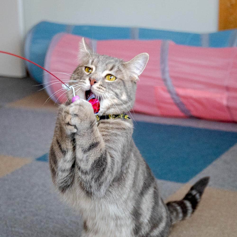 マアルのインスタグラム：「ちゃびさん #🐈 #北海道 #旭川市 #ペットホテル」