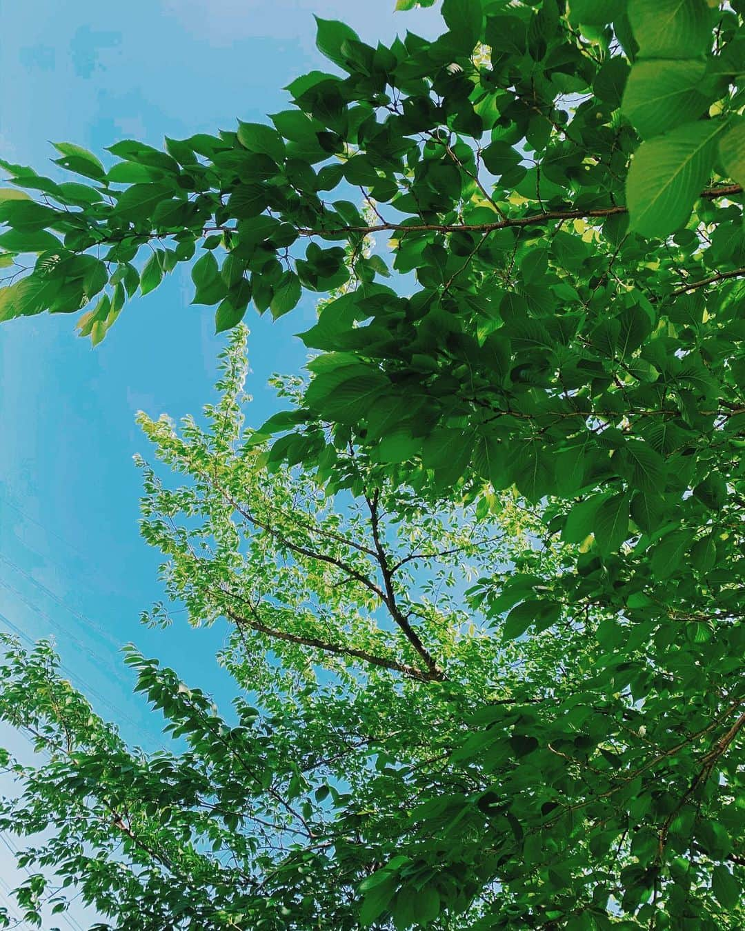 小池真友さんのインスタグラム写真 - (小池真友Instagram)「とある日。ダンゴムシと木の実集め🌿」5月19日 12時11分 - koikemayu_