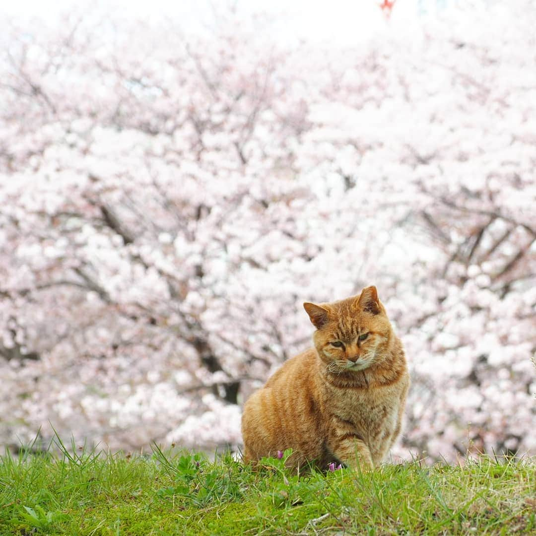 路地裏のにゃん吉さんのインスタグラム写真 - (路地裏のにゃん吉Instagram)「尻尾短い族にも春が来た  尻尾ばかり撮るにゃー！  過去画でOk#カメラを止めるな #แมว #igersjp#のらねこ部#猫#ねこすたぐらむ#ねこ部#straycat #にゃんすたぐらむ#みんねこ #cats#ファインダー越しの私の世界 #catsofinstagram#catstocker#gatto#catloversclub#ペコねこ部#ピクネコ #東京カメラ部#icu_japan#team_jp_西 #고양이#nekoclub #catstagram#広がり同盟 #bestcatclub #gallery_legit #kawaii#love_bestjapan #meow」5月19日 12時36分 - nyankichi5656