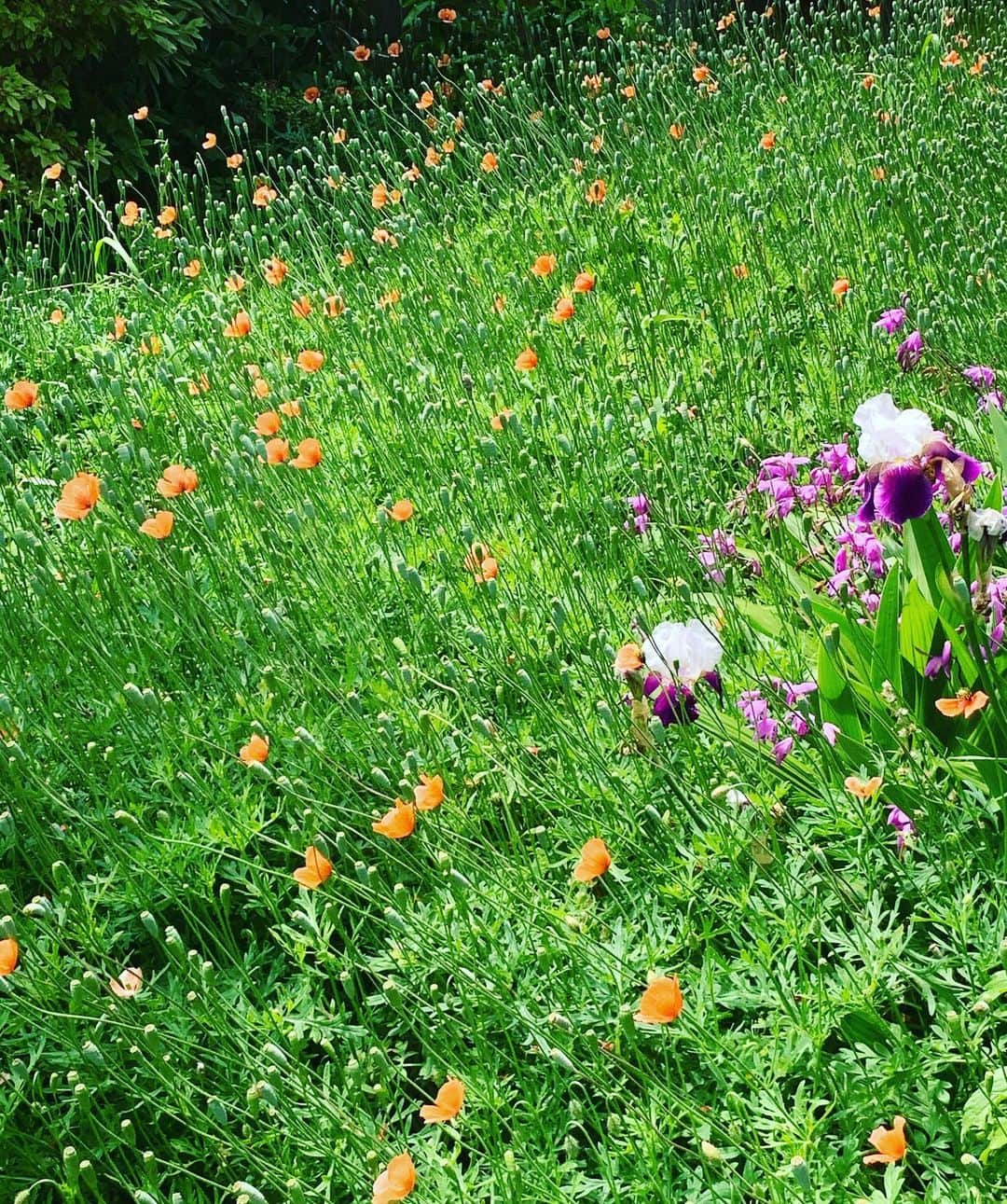 榊いずみさんのインスタグラム写真 - (榊いずみInstagram)「インスタライブは、明日‼️水曜日21:30からやりますねー！今日はちょっと、やることリストを減らしていくべく作業デイ。  お庭いっぱいに咲いたナガミヒナゲシ。見る見るうちにいっぱいになったんだって。雑草？美しく咲くお花？考え方しだいだよね。わたしは美しいと思った。  #榊いずみインスタライブ  #instalive #naturebeauty」5月19日 12時57分 - izumizmroom