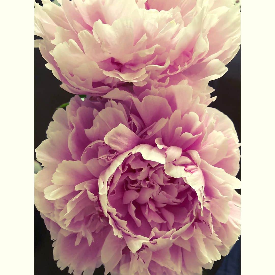 千葉アリサのインスタグラム：「💗 #芍薬　#雨と花」