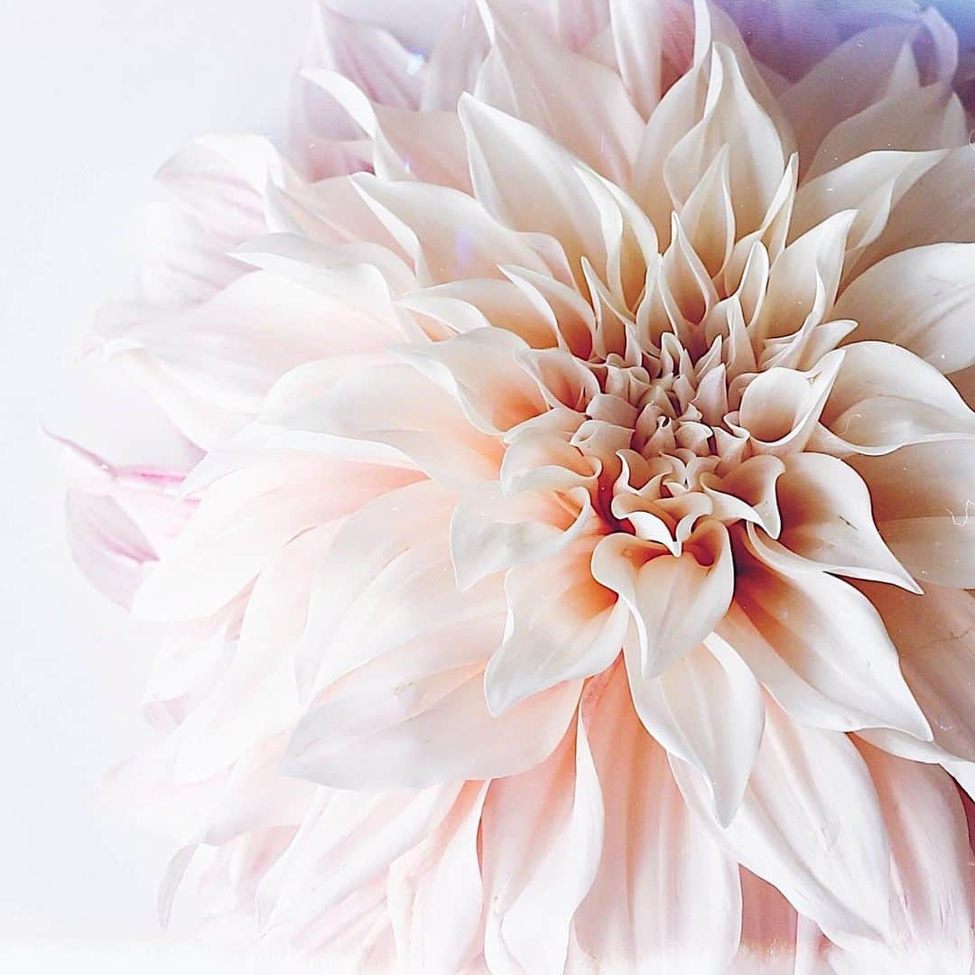 増田由希子さんのインスタグラム写真 - (増田由希子Instagram)「Dahlia ‘ Cafe au lait ‘ #dahlia #Cafeaulait #dahlias  #ダリア ‘カフェ オ レ’」5月19日 23時04分 - nonihana_