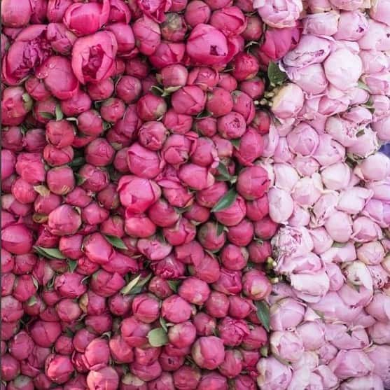 オーレリービダマンのインスタグラム：「Flowers for life 🌸#peonies #sourceunknown #inspiration」